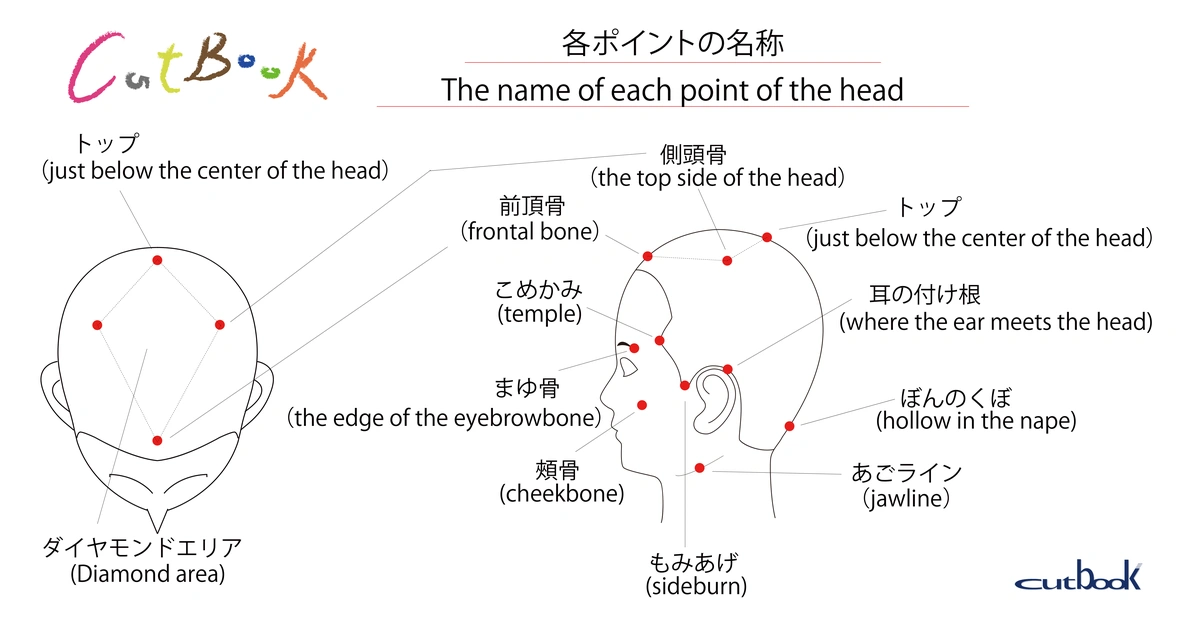 頭部各ポイントの名称